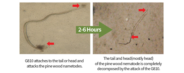G810의 소나무재선충병 작용 기작