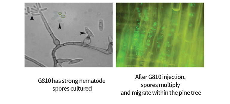G810의 소나무재선충병 작용 기작